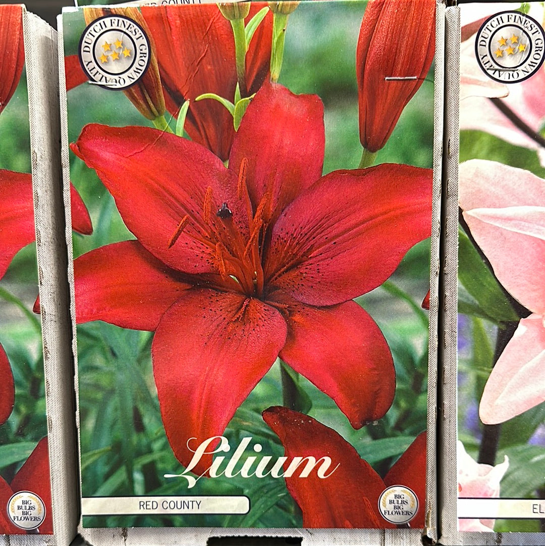 Lilium Red County NY 2-pakning
